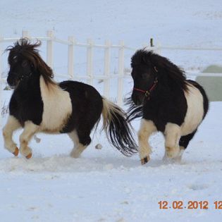 hester i vinterlandskap