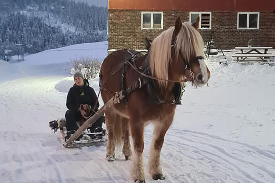 Sledekjøring hest