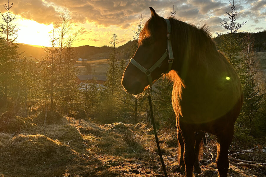 Hest i solnedgang